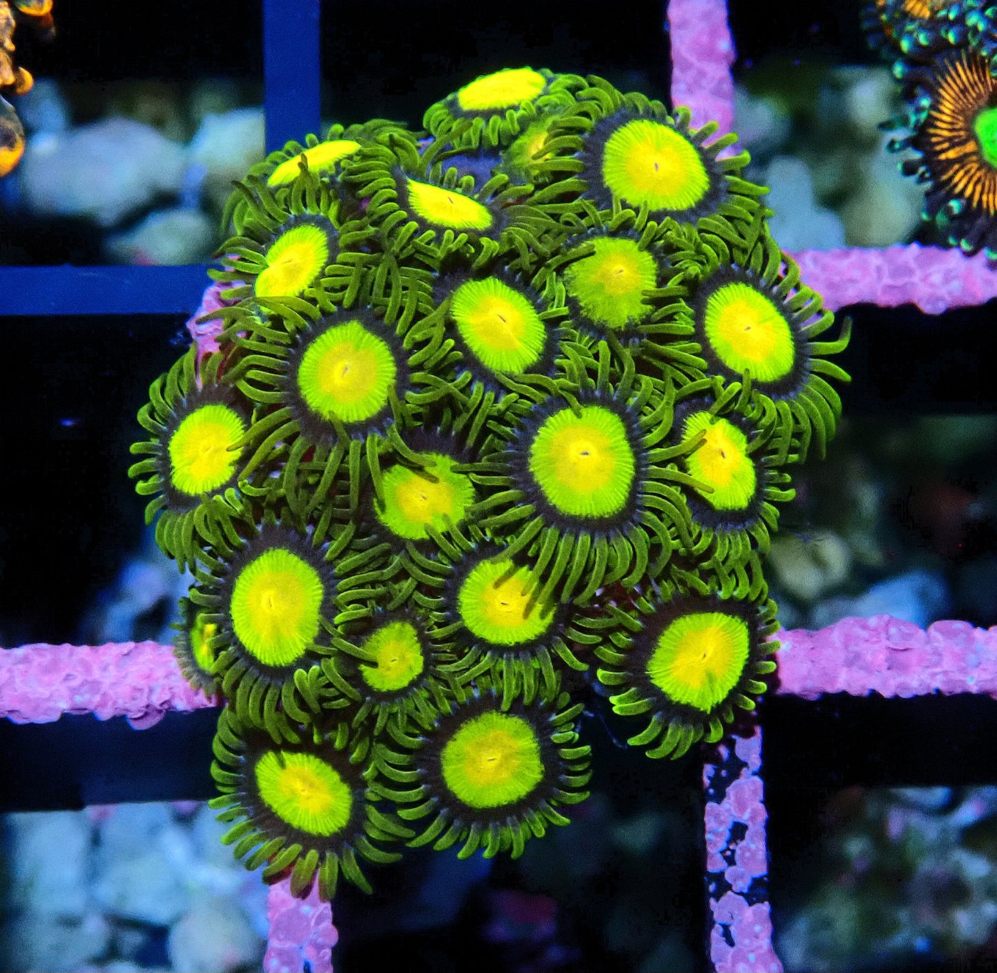 Tutti Fruiti Zoanthid WYSIWYG
