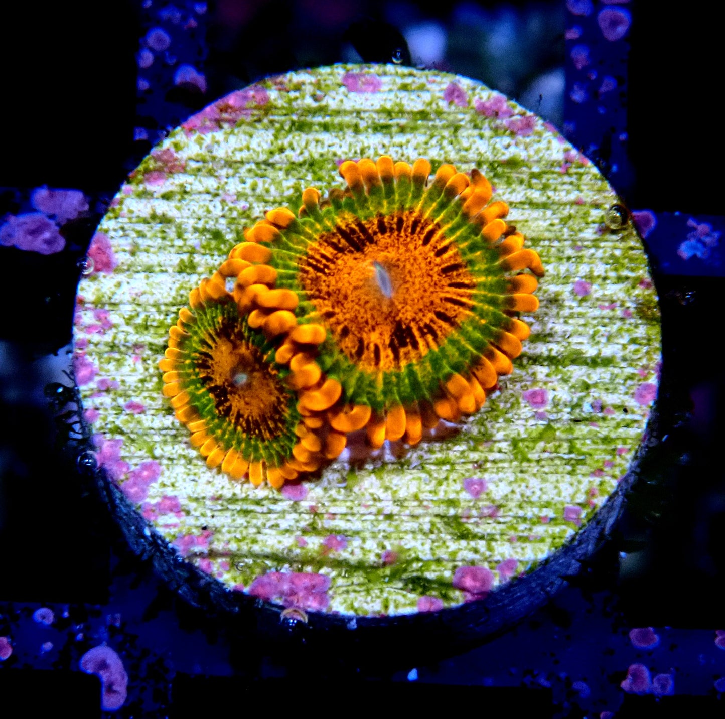 Speckled Krakatoa Zoanthid WYSIWYG