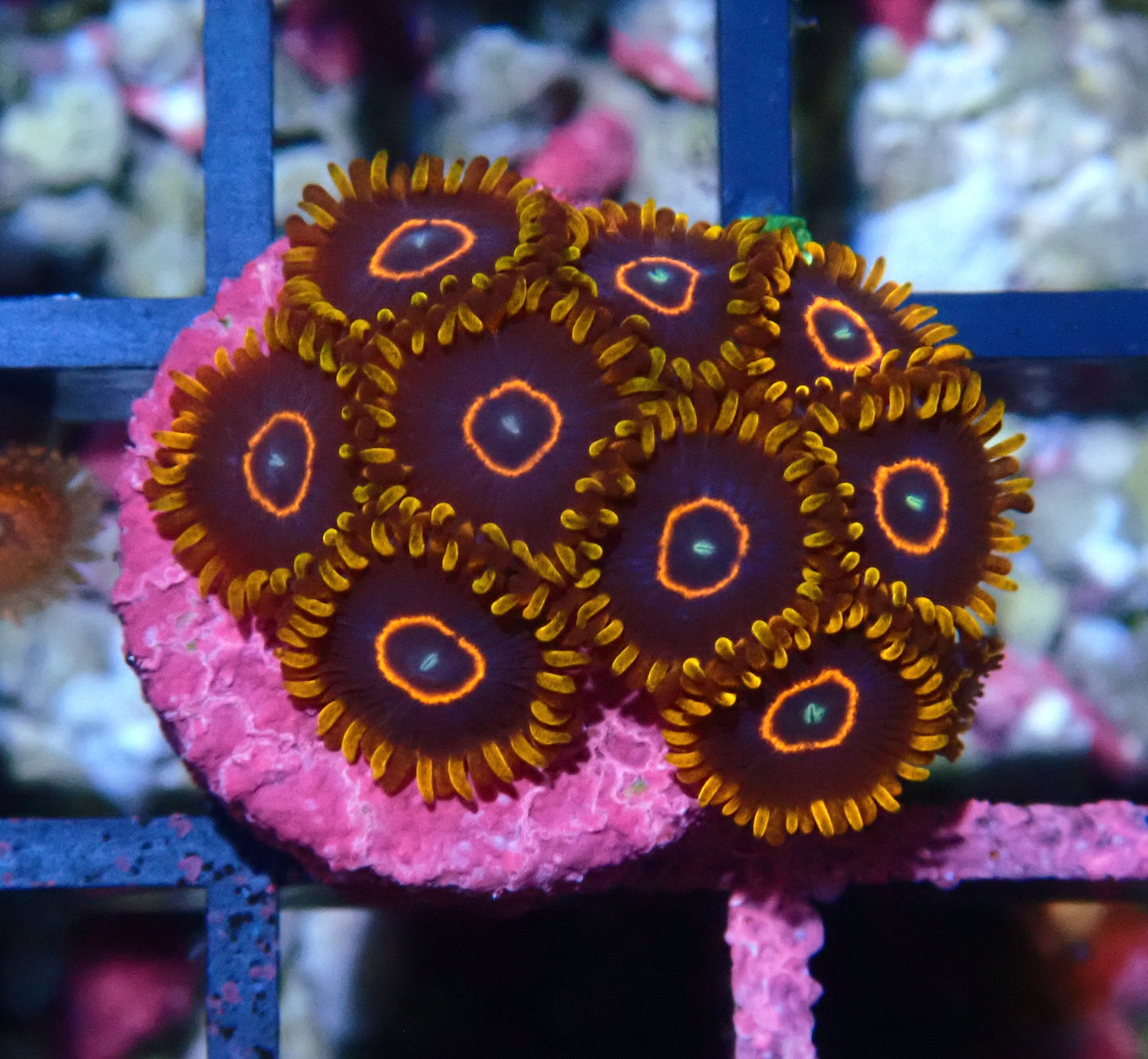 Red Hornet Zoanthid WYSIWYG