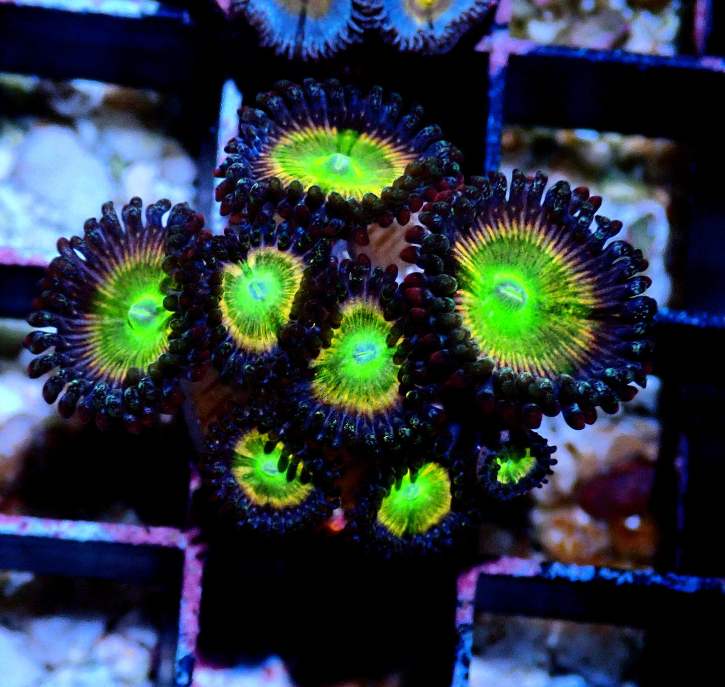 Rainbow Raptor Zoanthid WYSIWYG