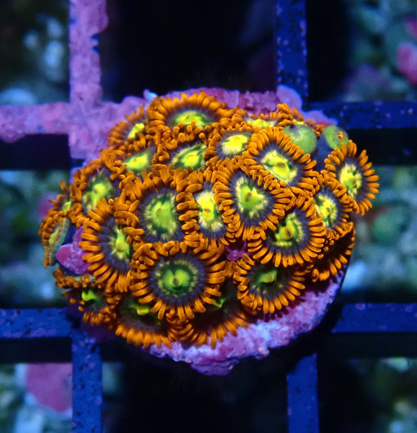 Flaming Sun Zoanthid WYSIWYG