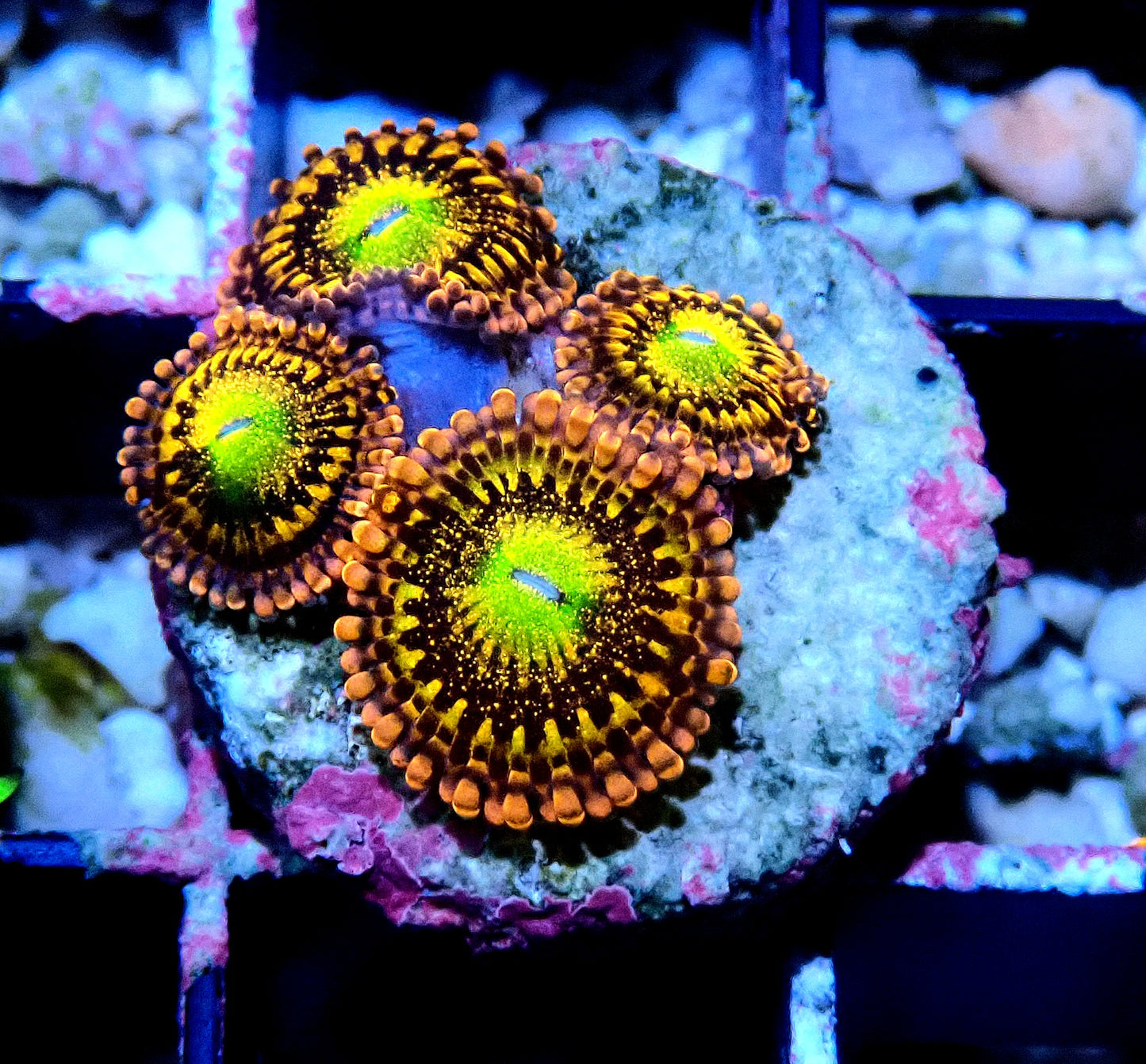 Alien Anti-Venom Zoanthid WYSIWYG