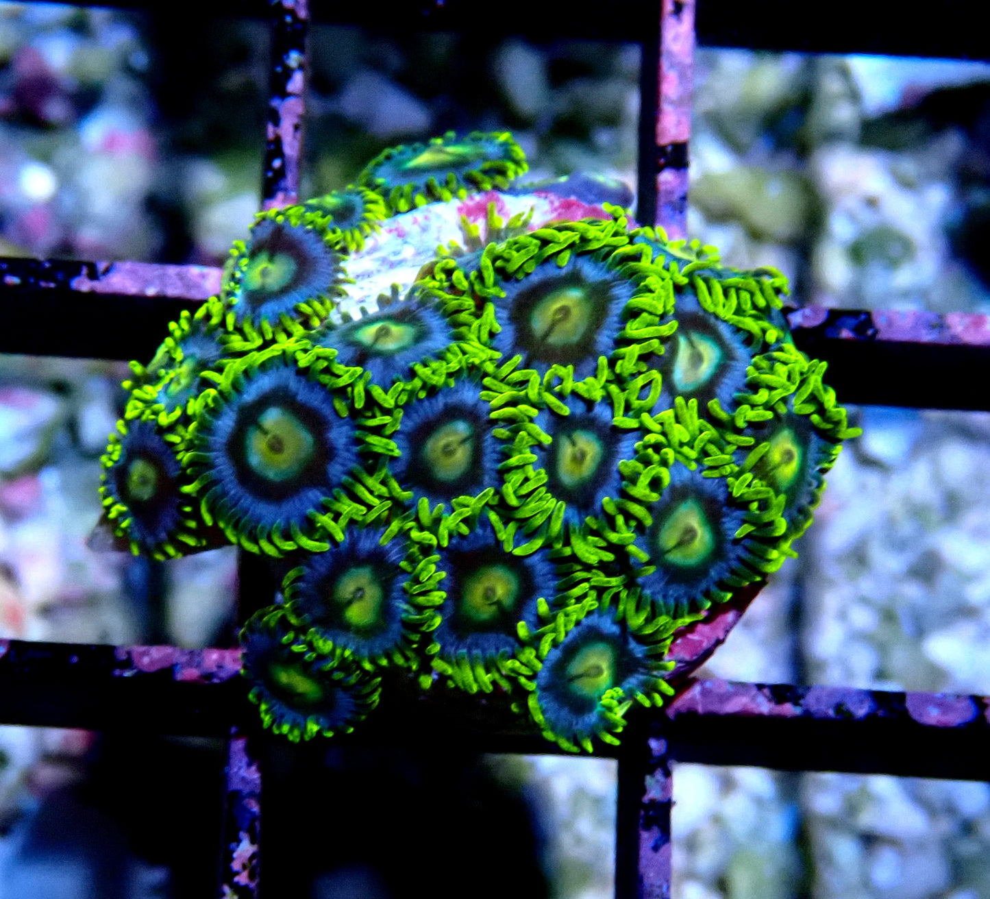 Aus Ice Blue Zoanthid WYSIWYG