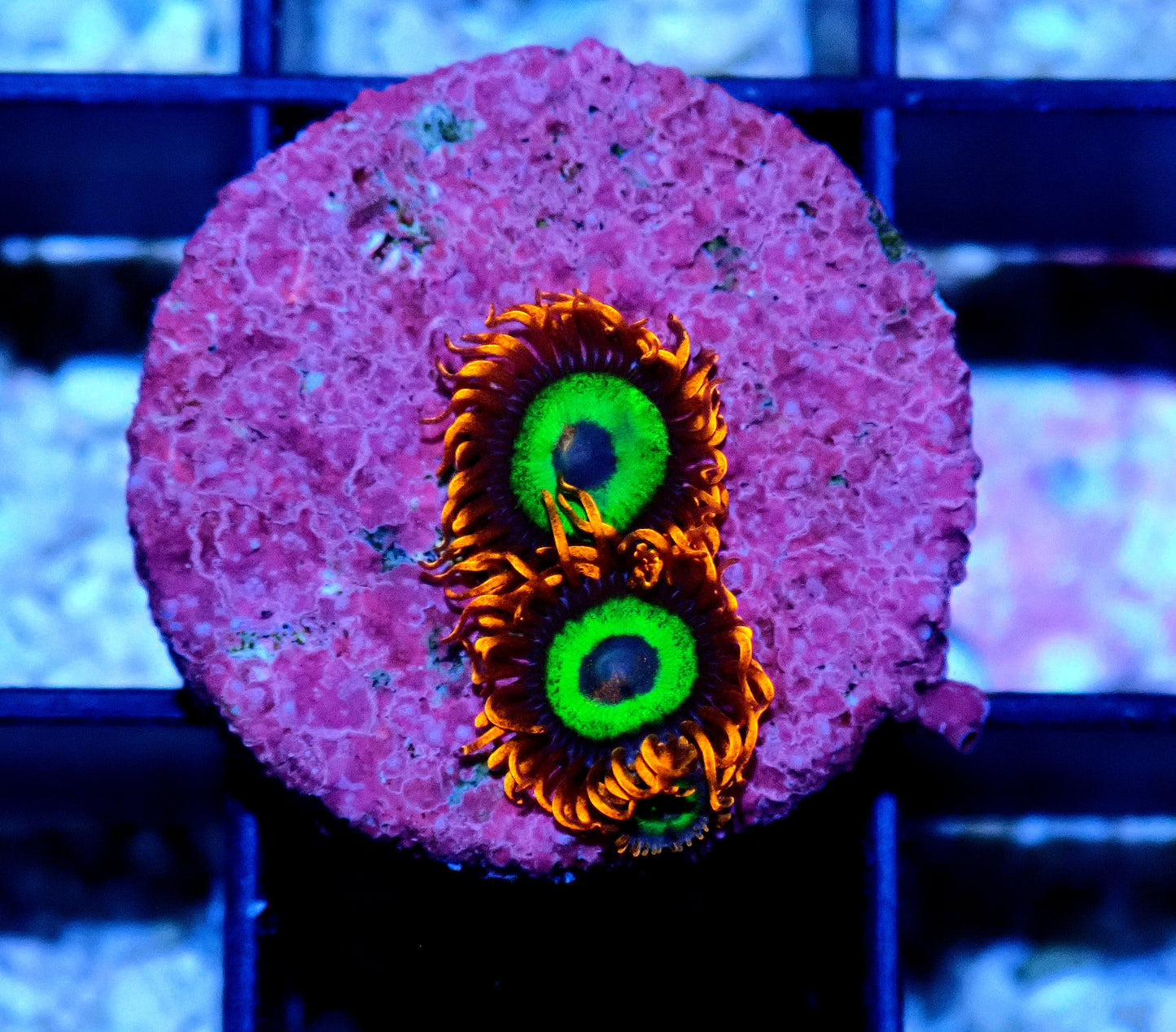 Emerald on Fire Zoanthid WYSIWYG