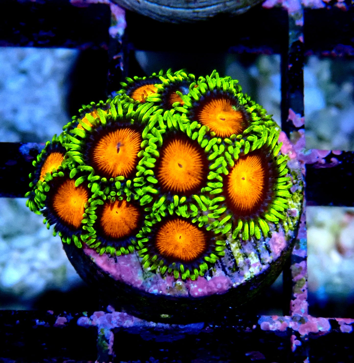 Spongebob Zoanthid WYSIWYG