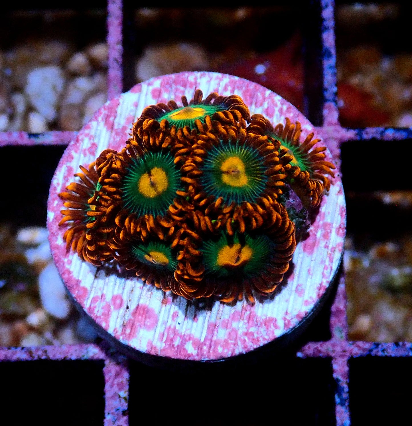 Gatorade Zoanthid WYSIWYG