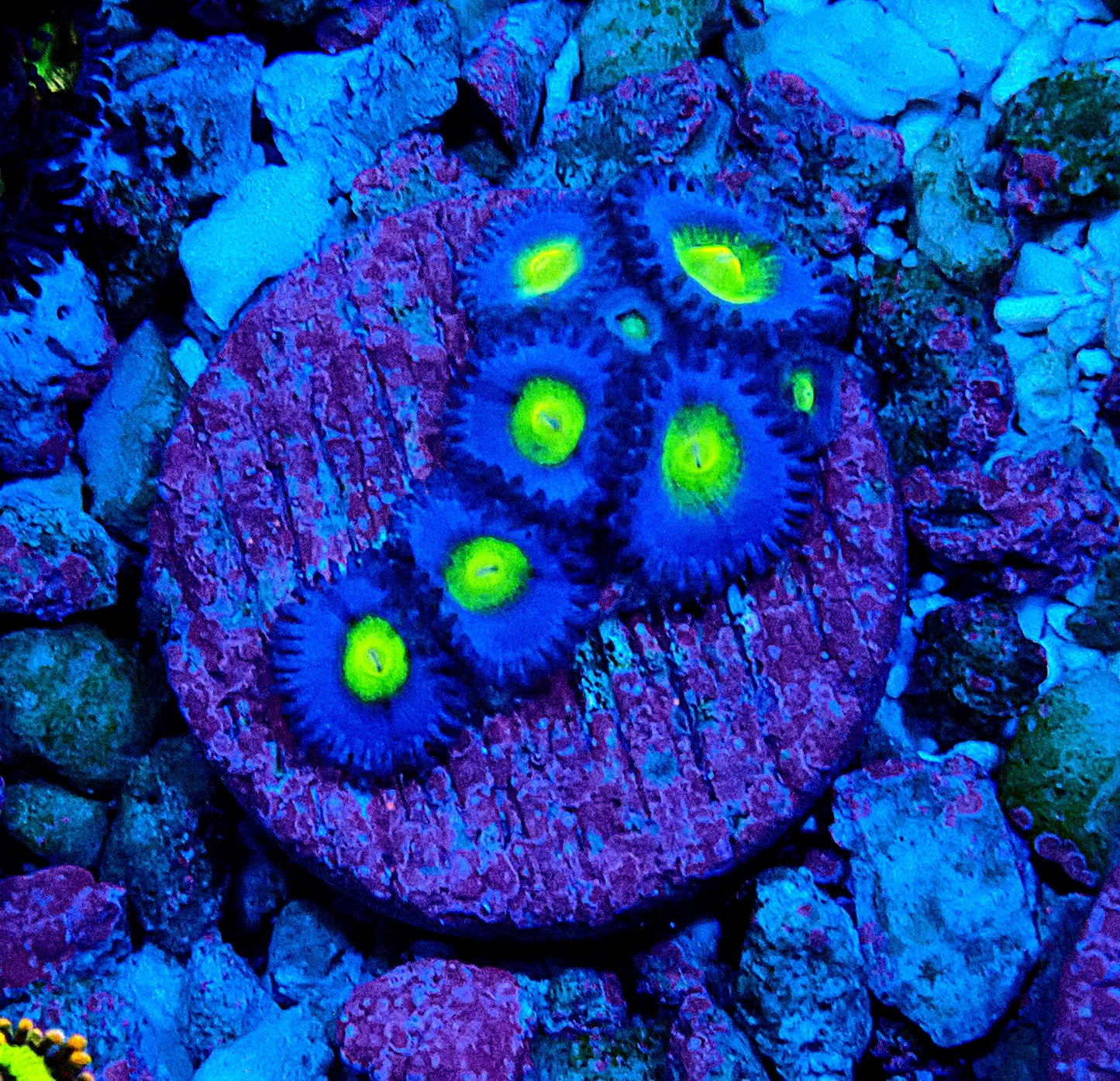 AOI Zoanthid WYSIWYG
