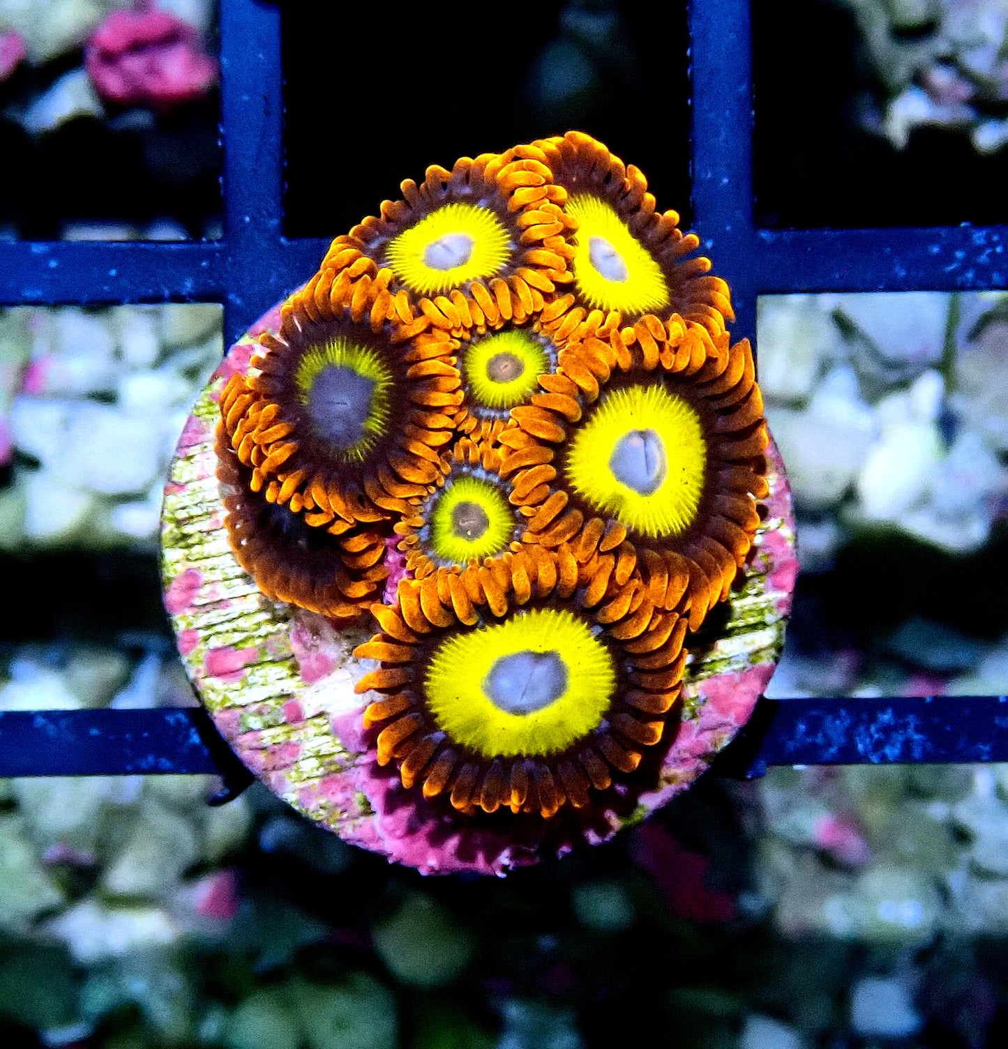 BBEB Zoanthid WYSIWYG