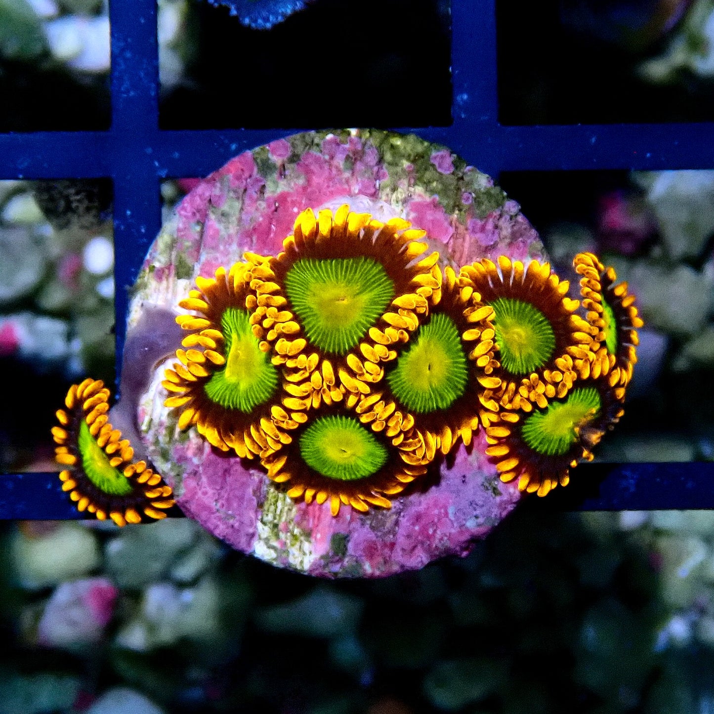 Mandarin Orange Zoanthid WYSIWYG