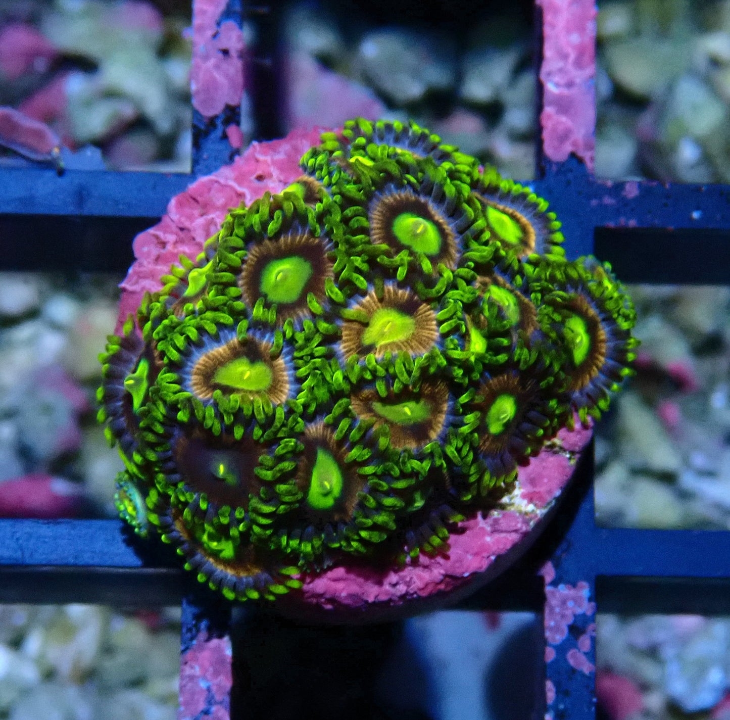 Crayola Zoanthid WYSIWYG