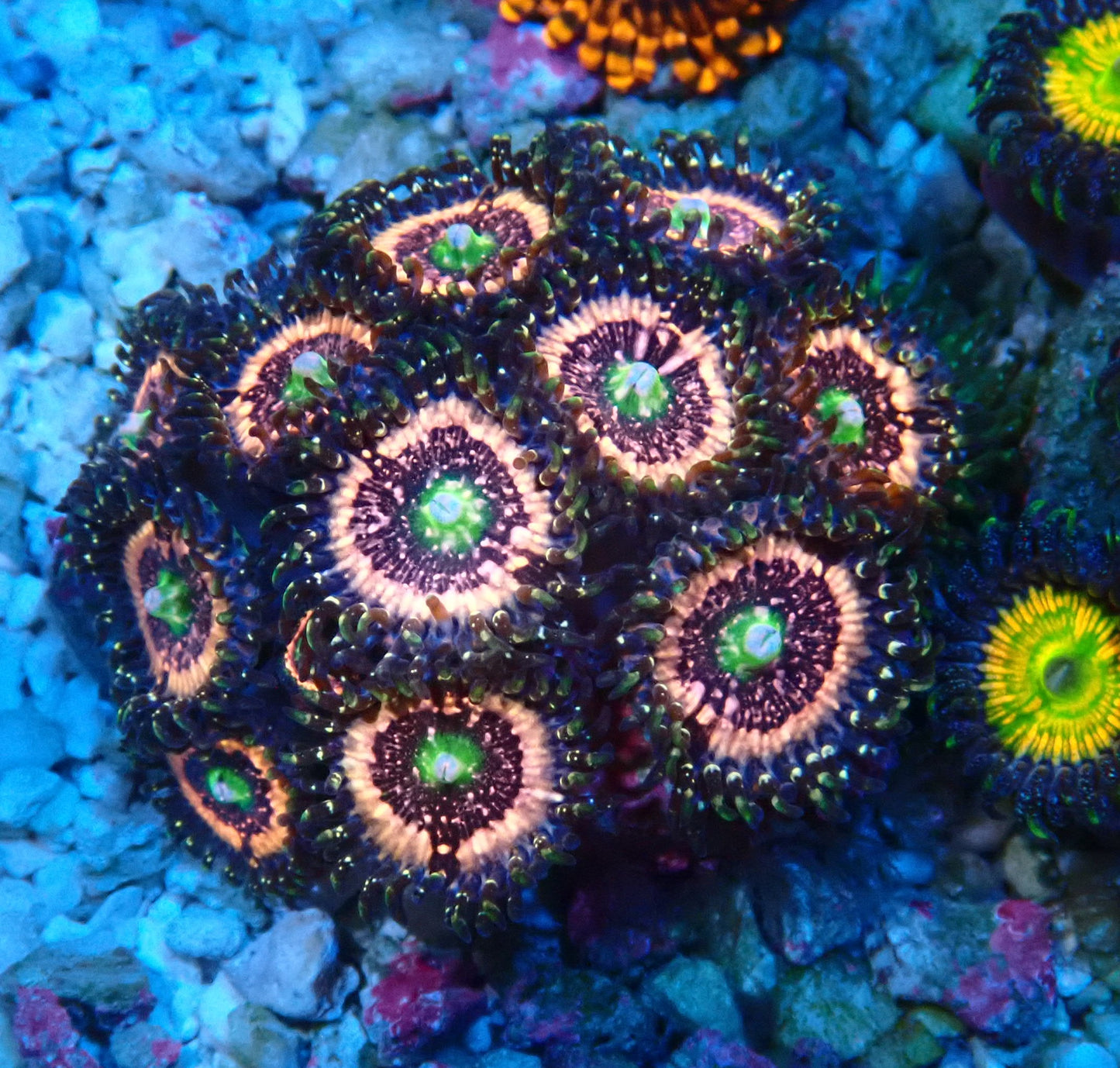 Pink Zipper Zoanthid WYSIWYG