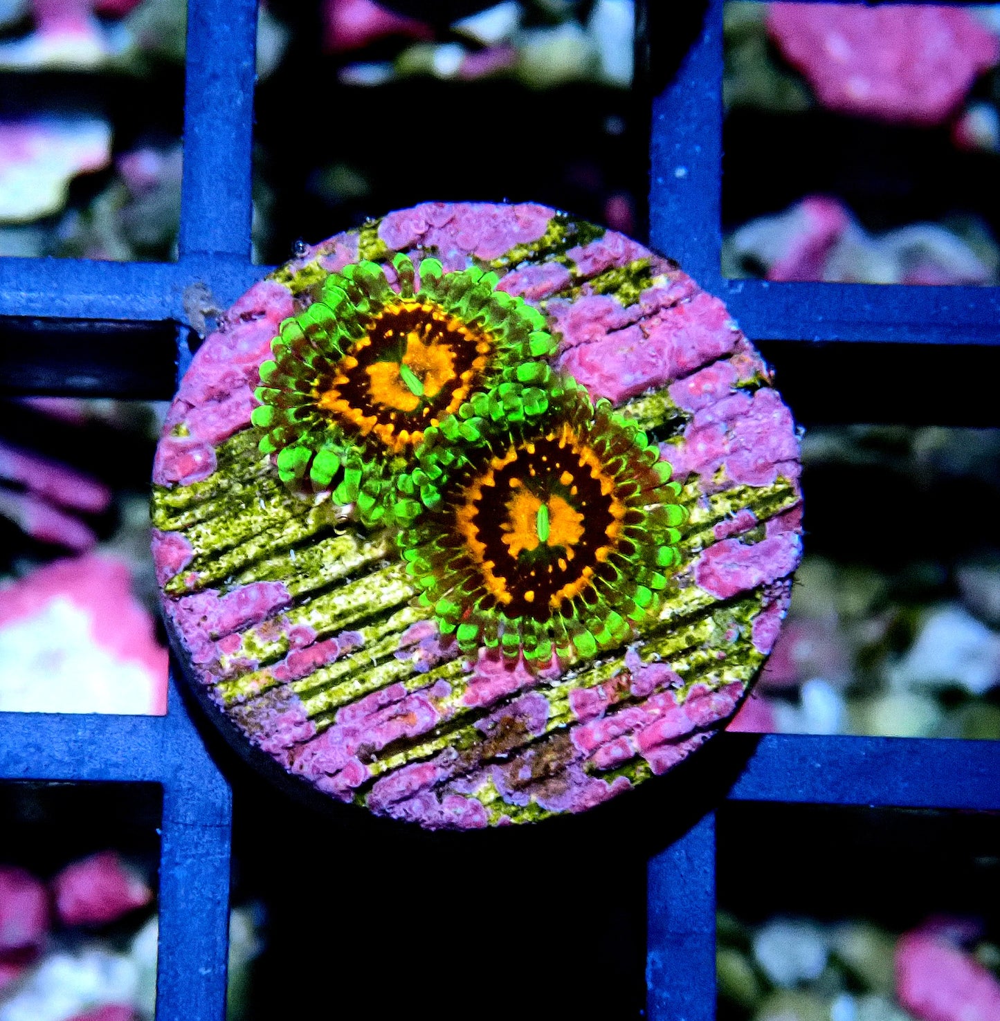 Rainbow Incinerator Zoanthid WYSIWYG