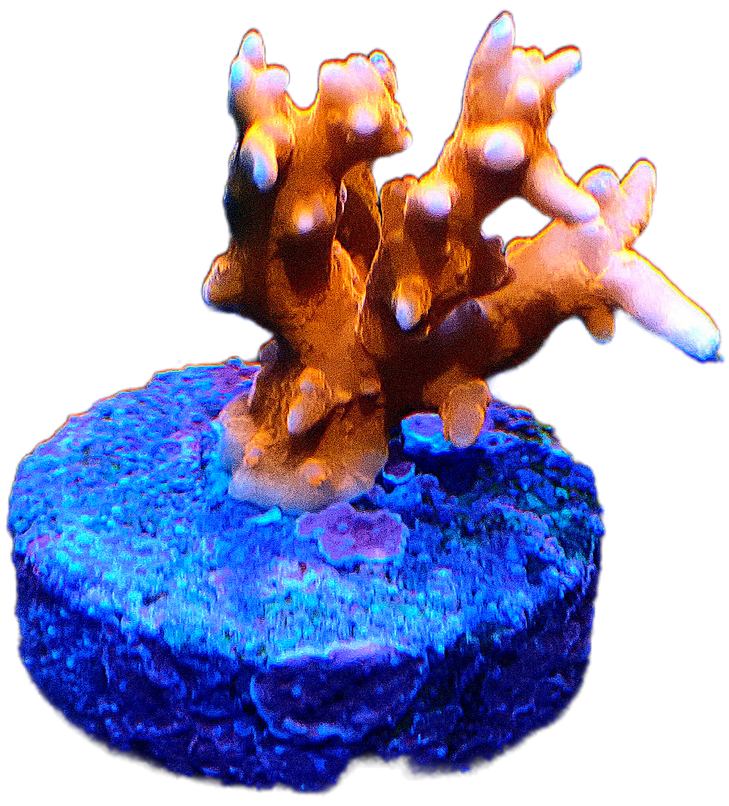 TNT Anacropora - Small