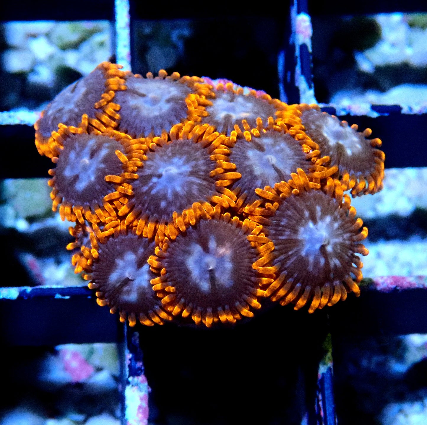 Superman Zoanthid WYSIWYG