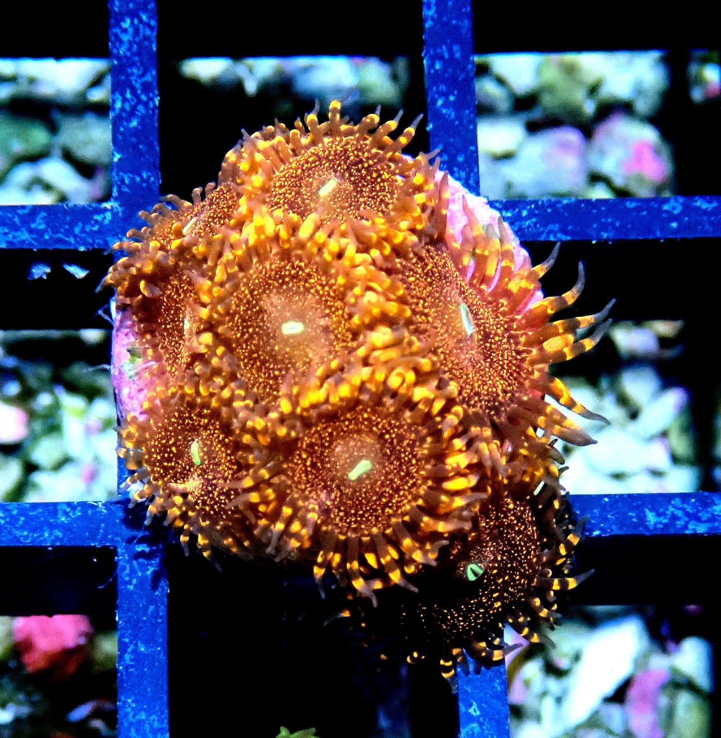 Darth Maul Zoanthid WYSIWYG