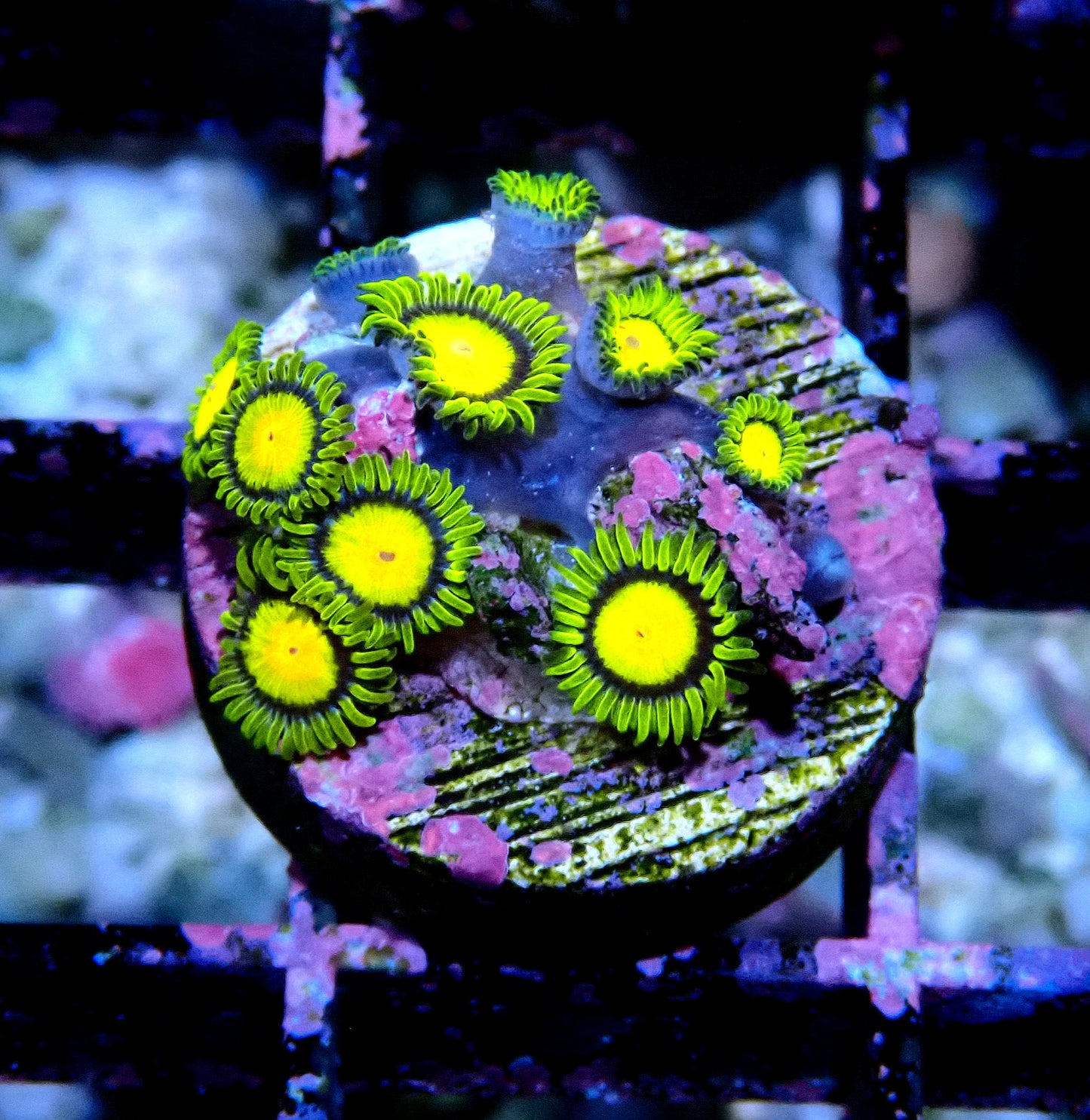 Tutti Fruiti Zoanthid WYSIWYG