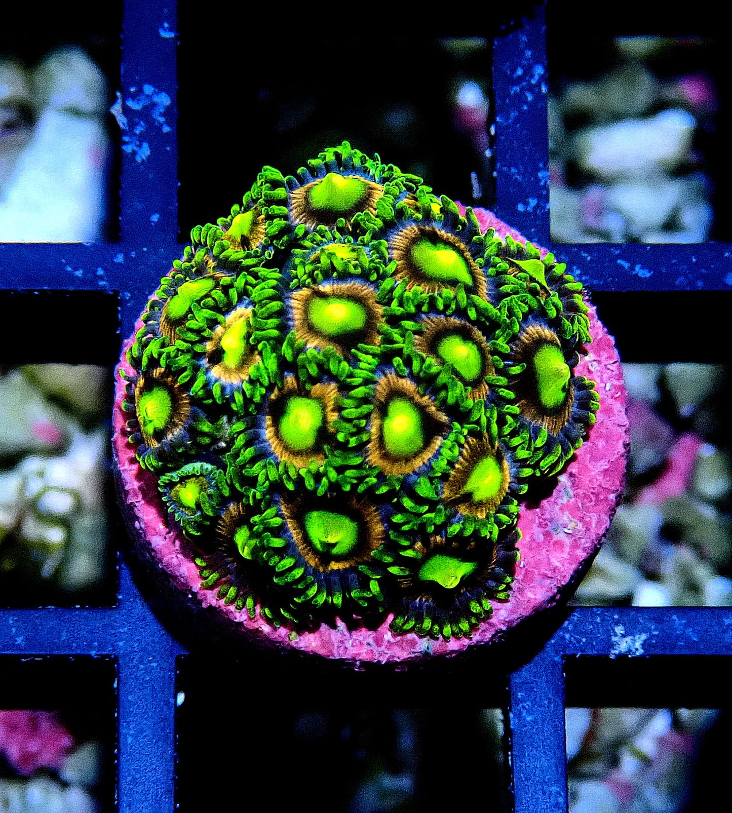 Crayola Zoanthid WYSIWYG
