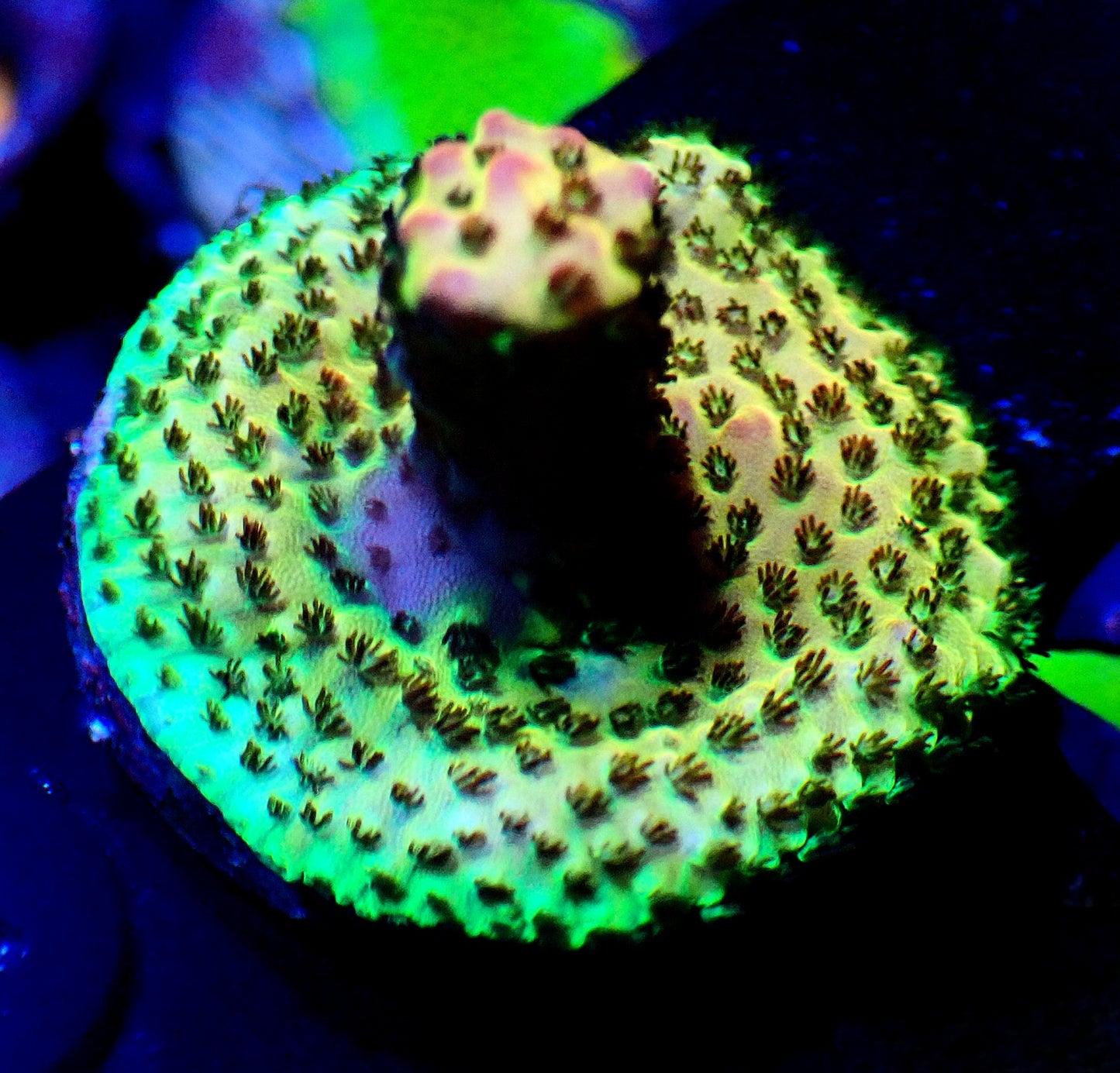 PC Rainbow Acropora
