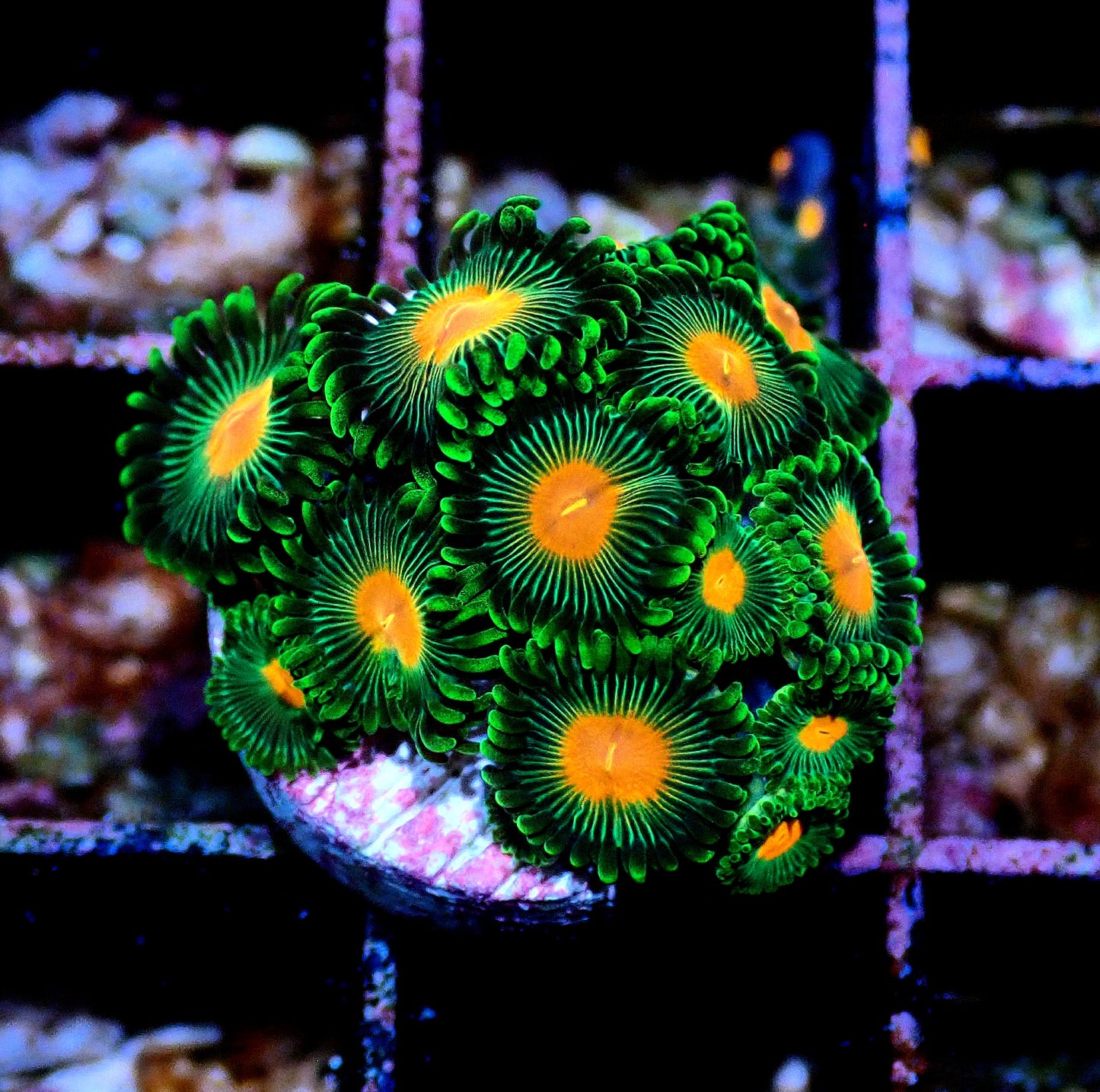 Radioactive Campfire Zoanthid WYSIWYG