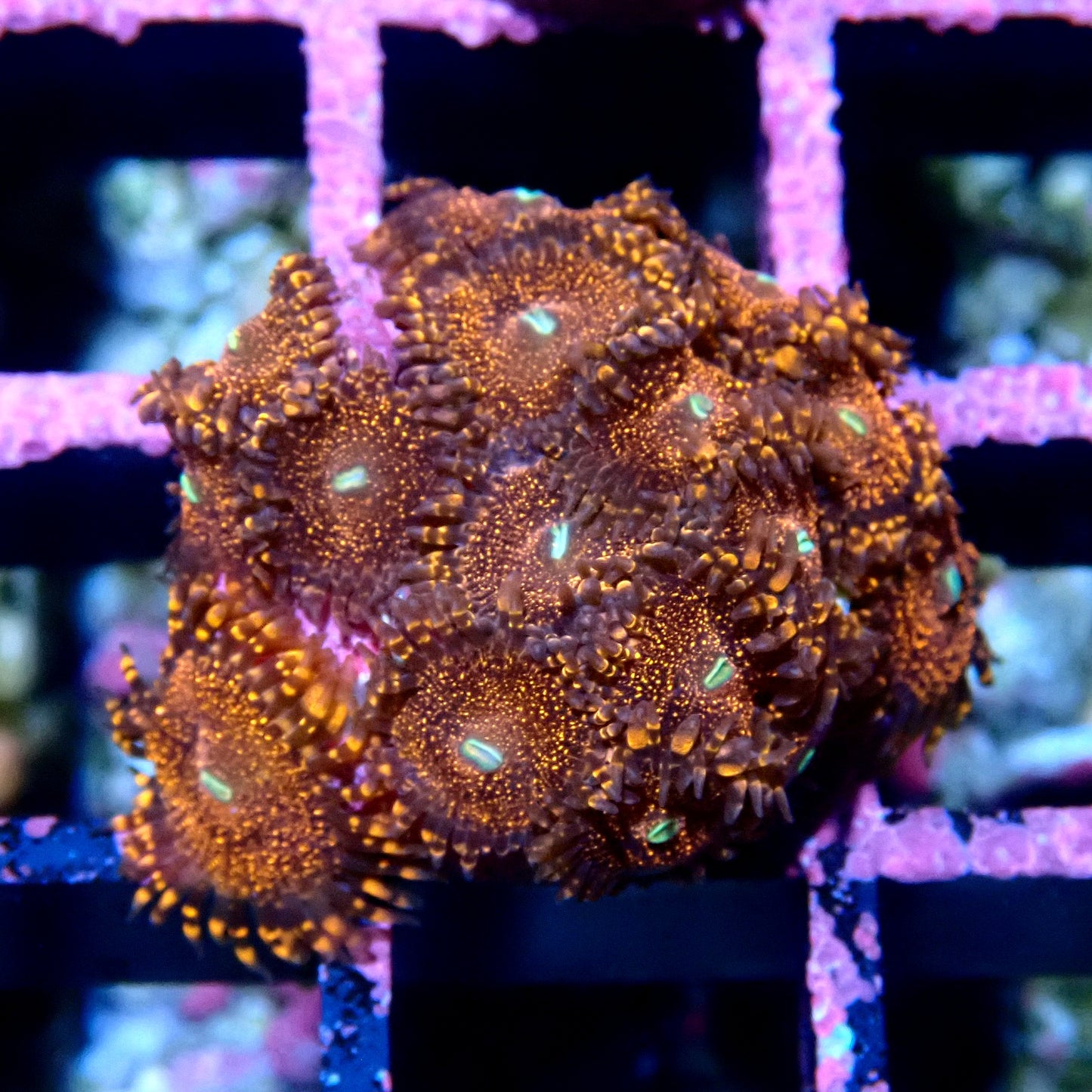 Darth Maul Zoanthid WYSIWYG