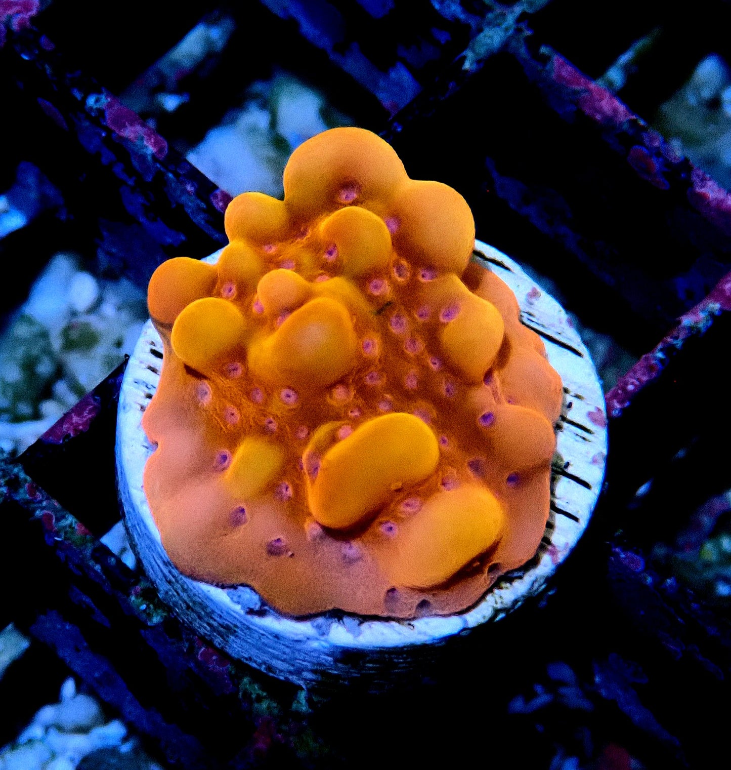 Phoenix Montipora 20mm