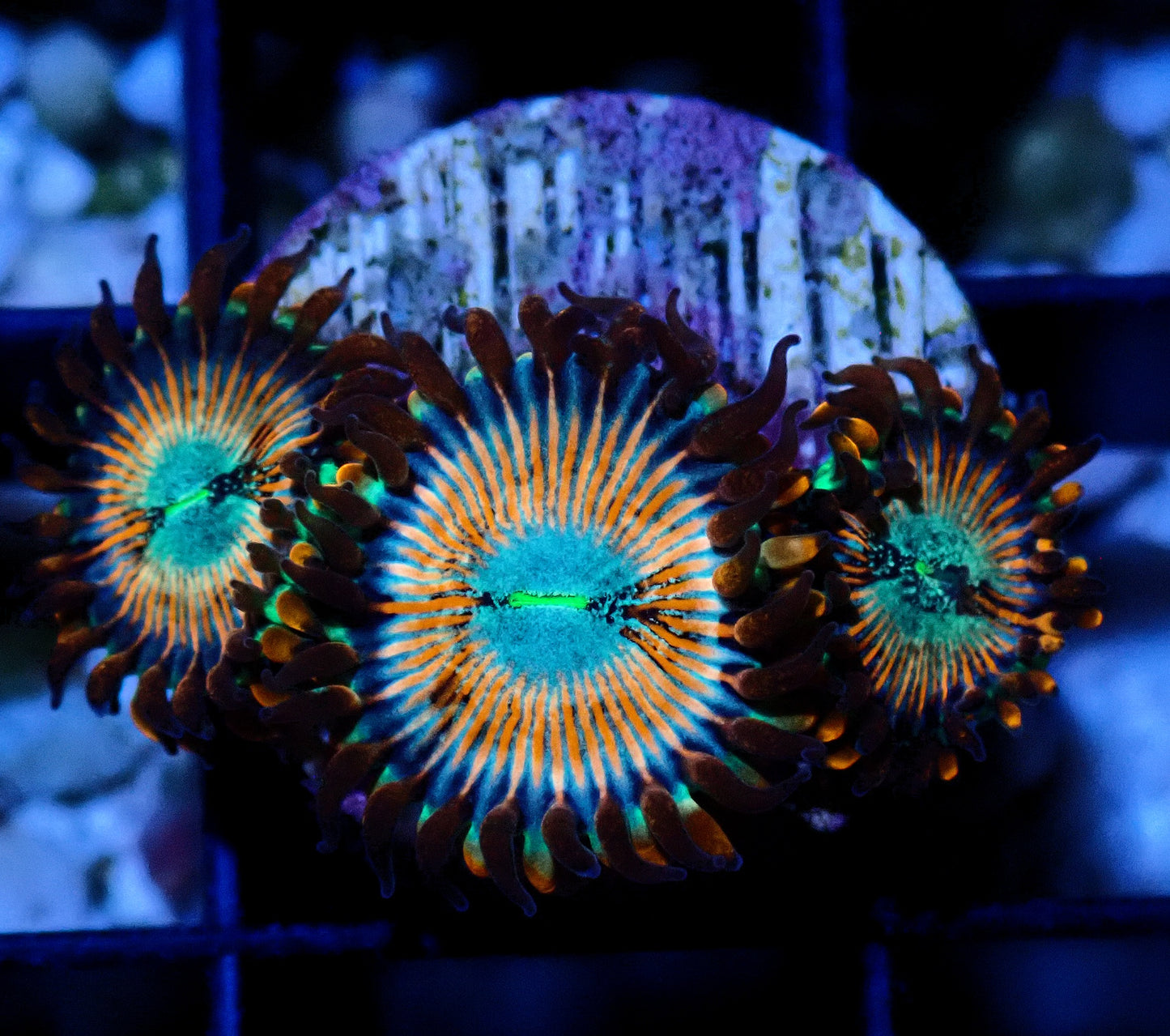 Magician Zoanthid WYSIWYG