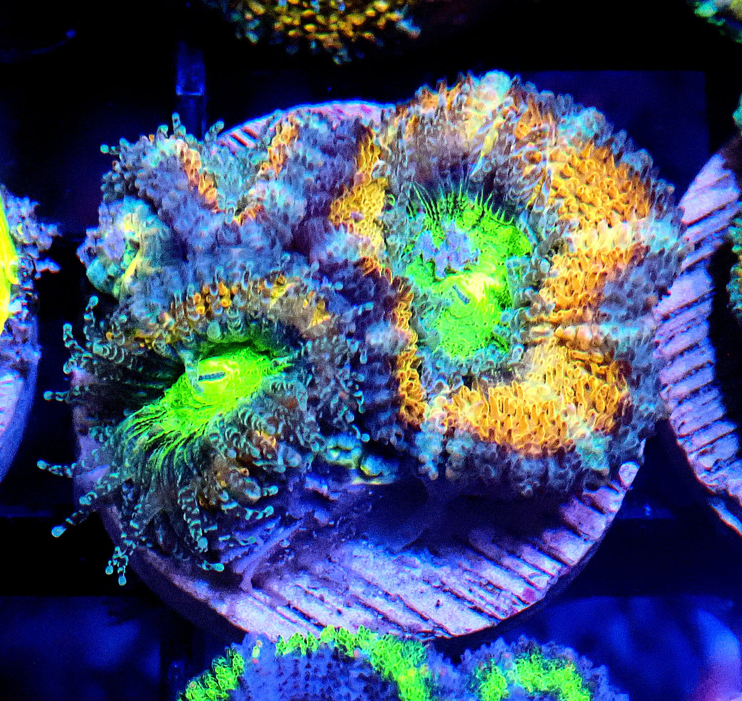 Acan (Micromussa) WYSIWYG