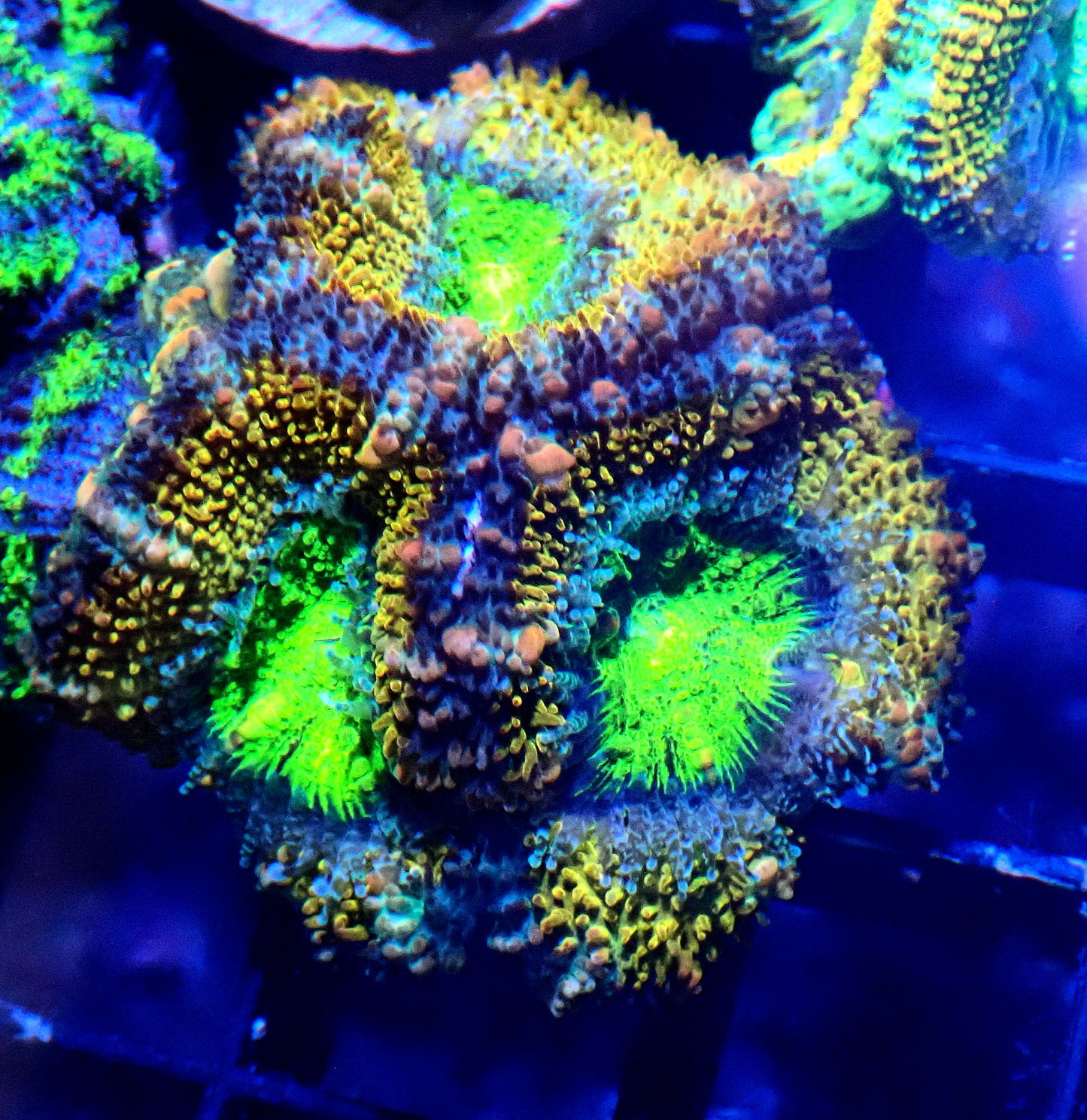 Acan (Micromussa) WYSIWYG