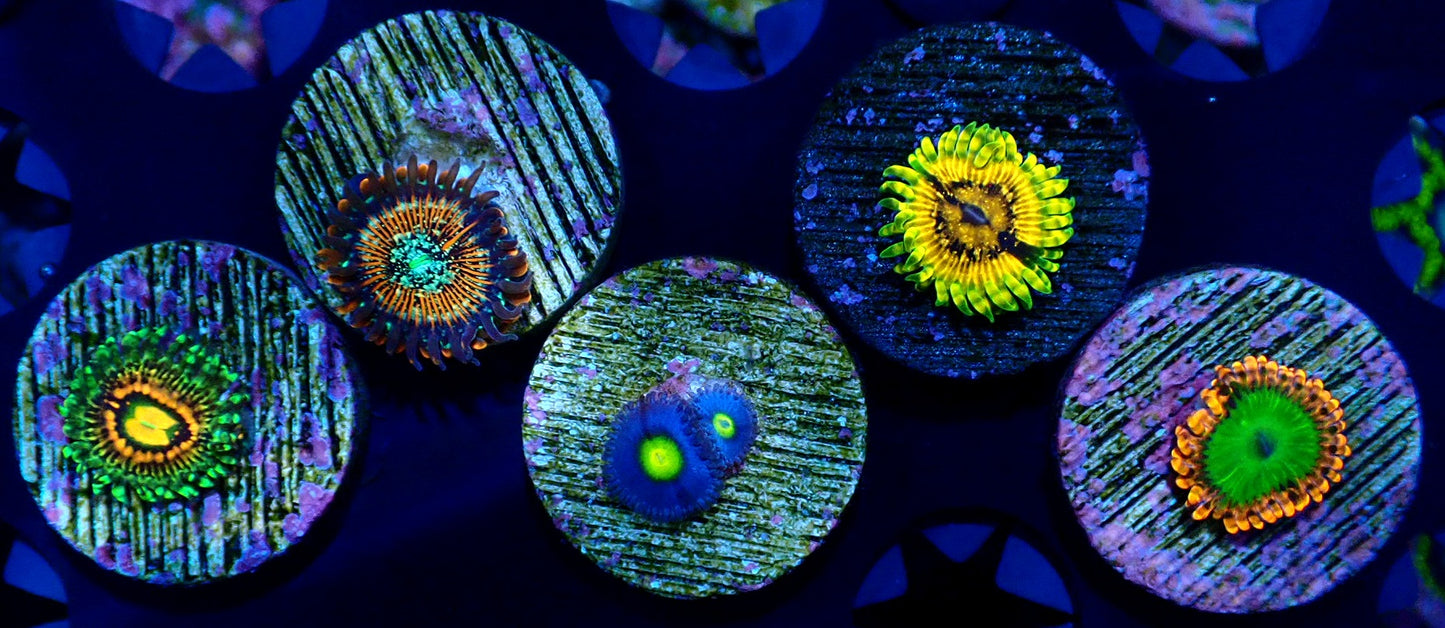 Premium Zoanthid pack