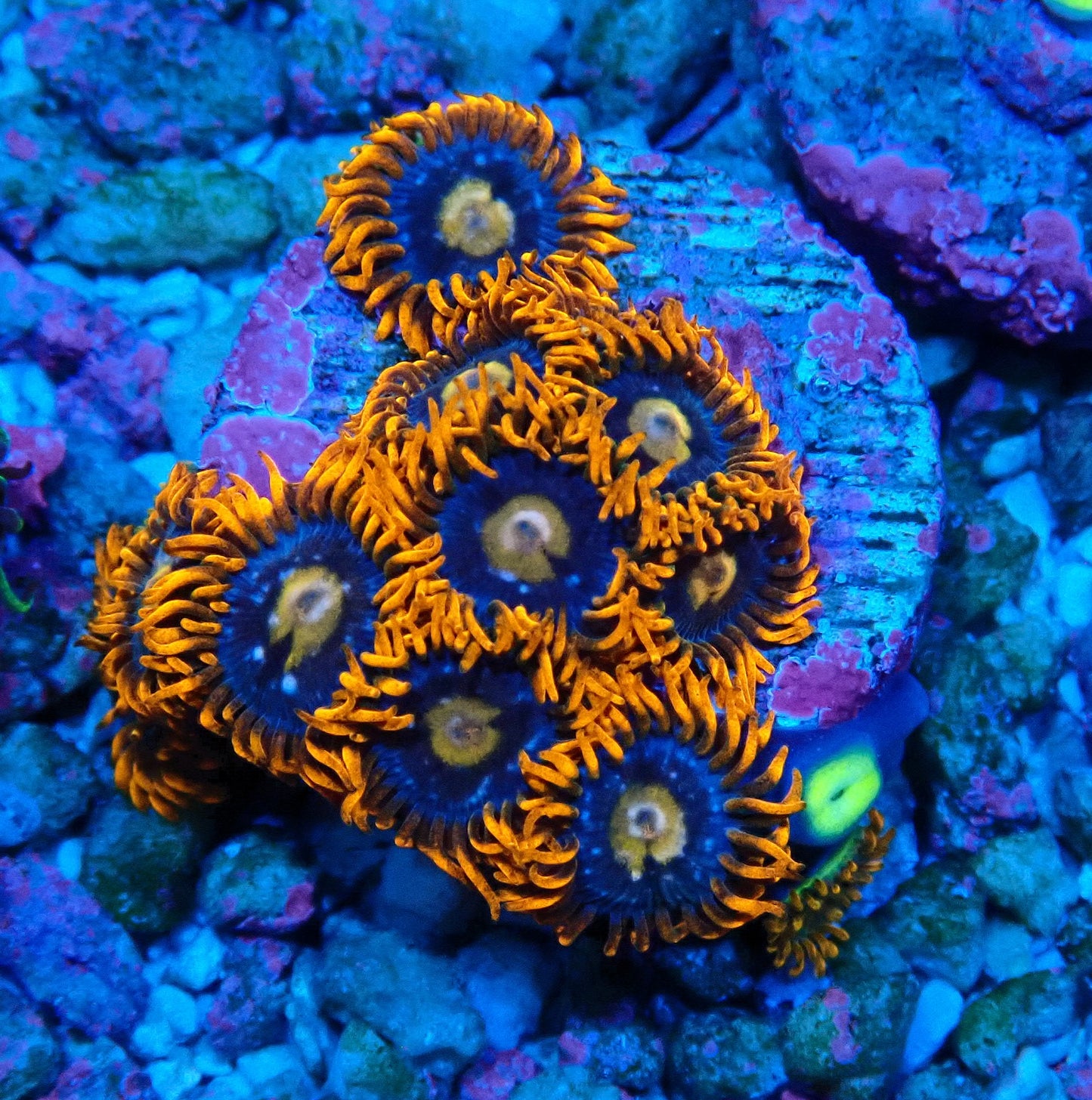 Fire and Ice Zoanthid WYSIWYG