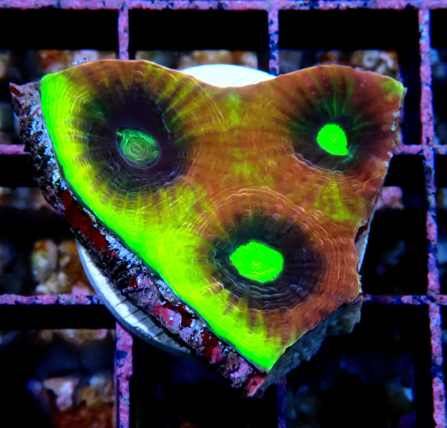 Dragon Soul Favia WYSIWYG