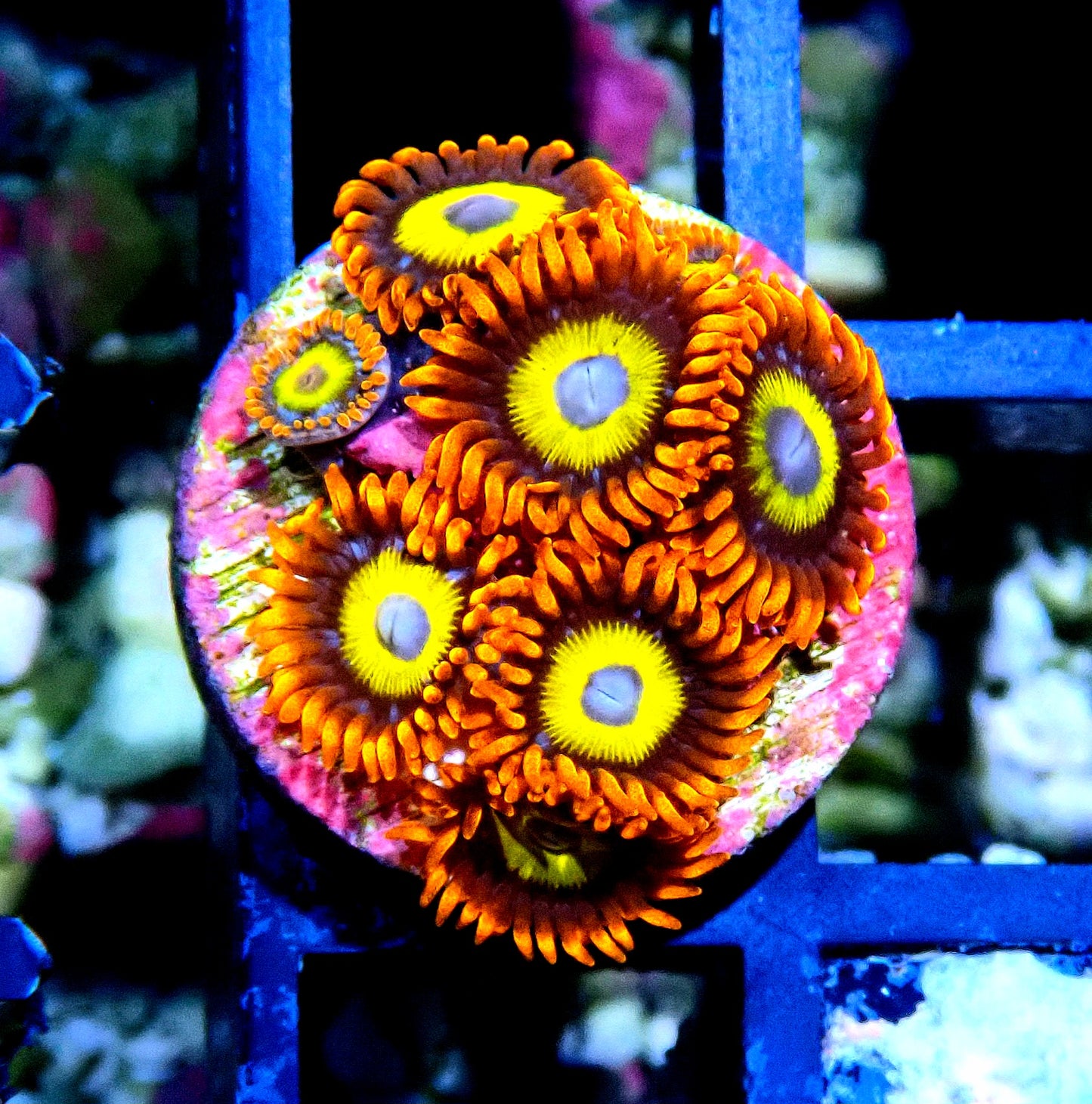 BBEB Zoanthid WYSIWYG