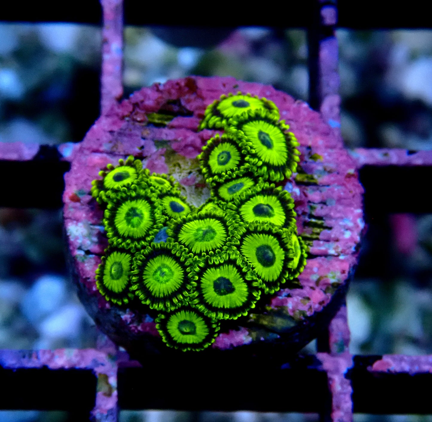 La Lakers Zoanthid WYSIWYG
