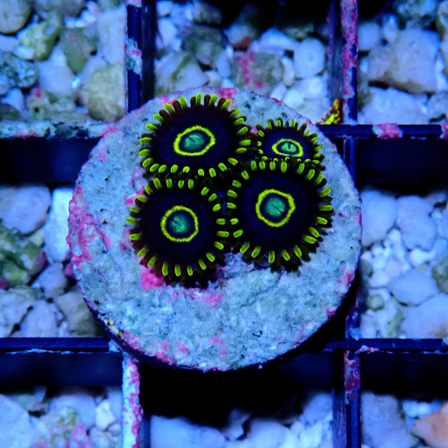 Blue Hornet Zoanthid WYSIWYG