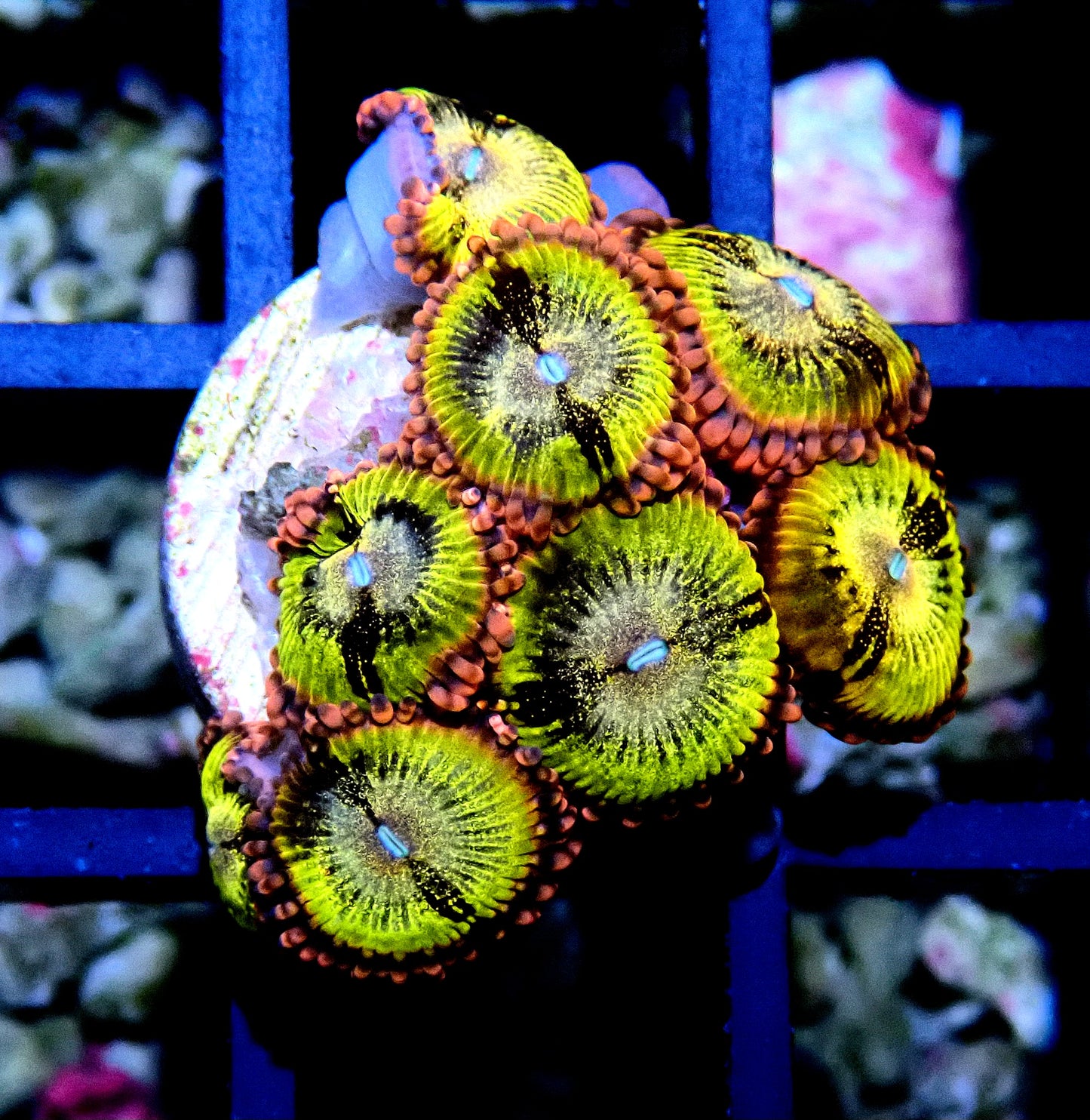 Sakura Sunrise Zoanthid WYSIWYG