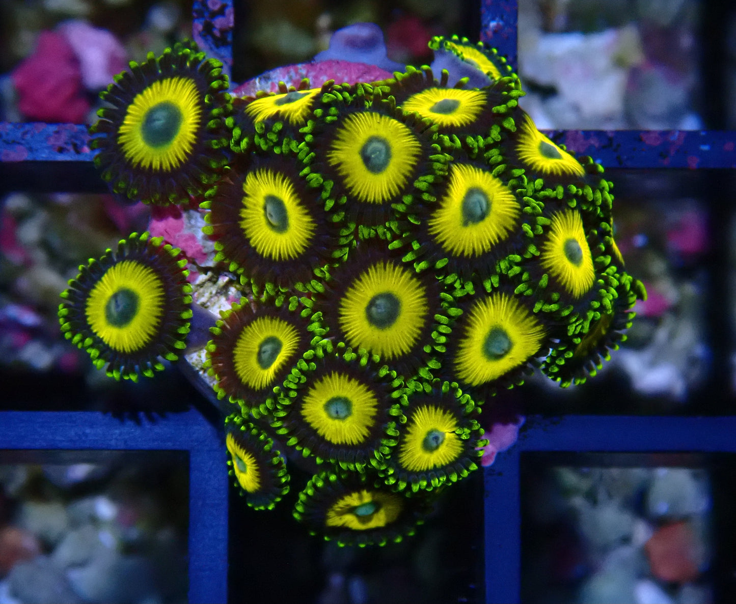 Scrambled Eggs Zoanthid WYSIWYG