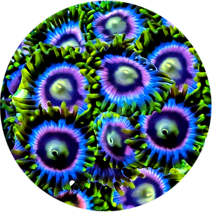 Crayola Zoanthid (5 Polyps)