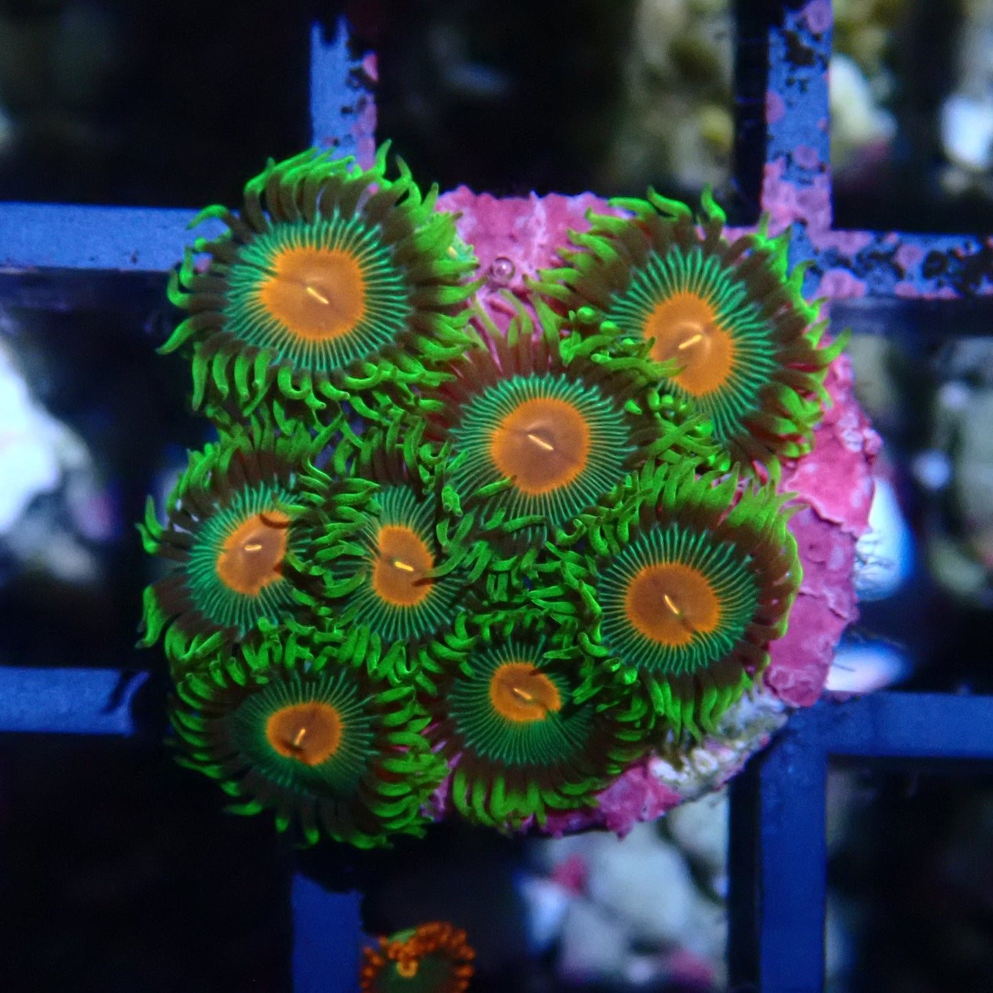 Radioactive Campfire Zoanthid WYSIWYG