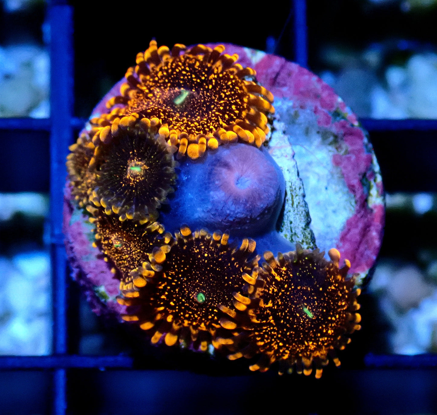 Darth Maul Zoanthid WYSIWYG
