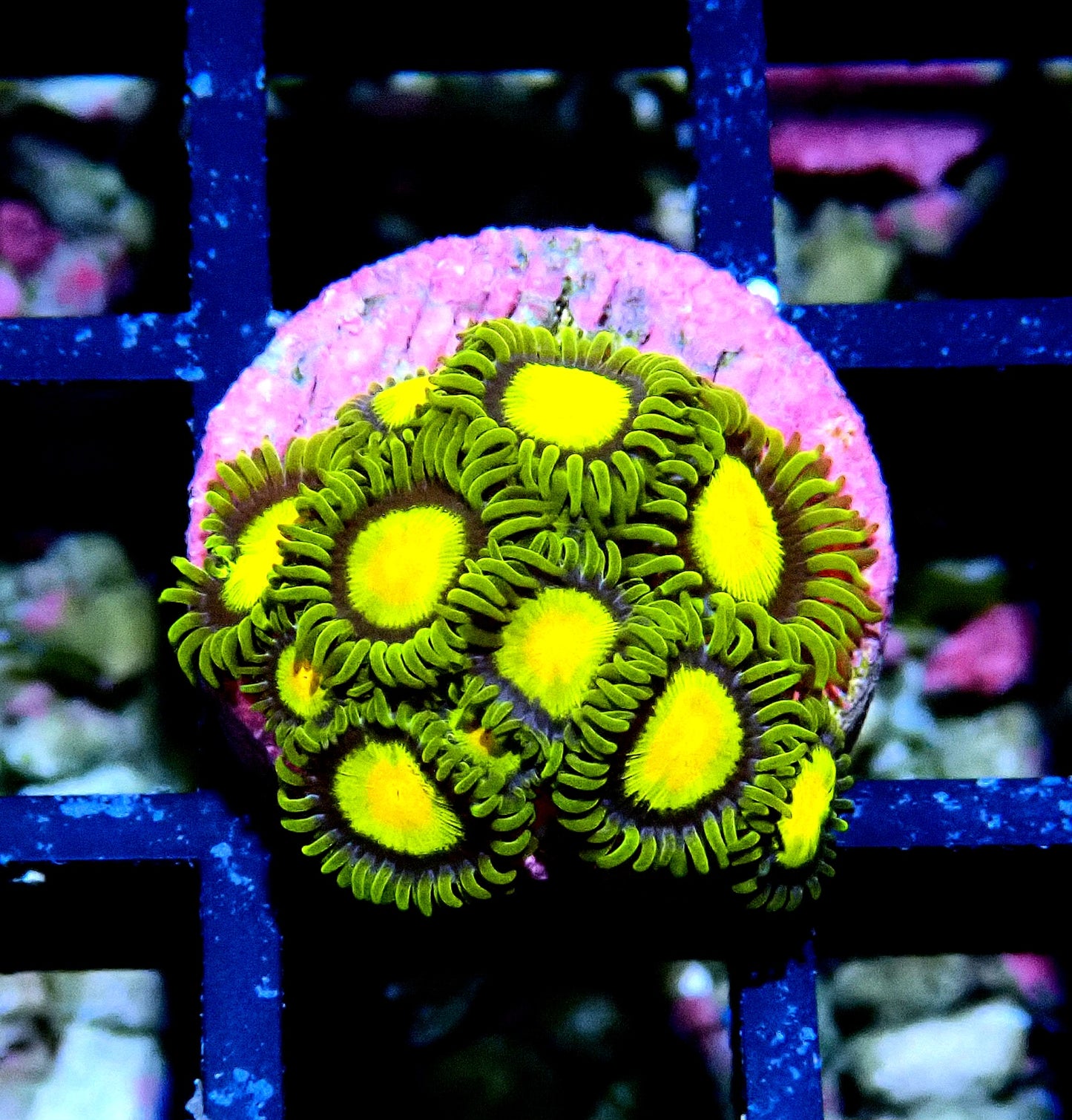 Tutti Fruiti Zoanthid WYSIWYG