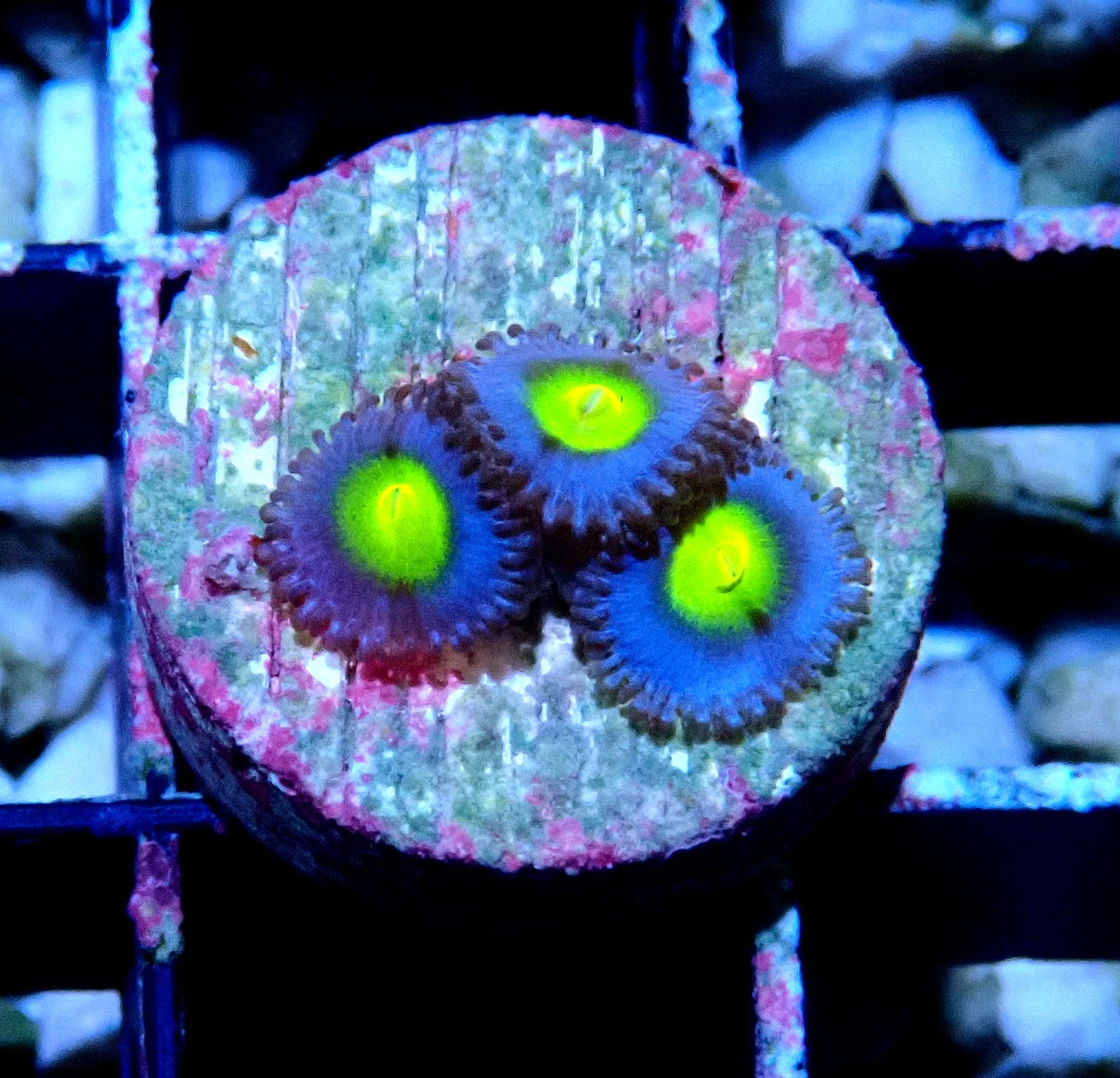 AOI Zoanthid WYSIWYG
