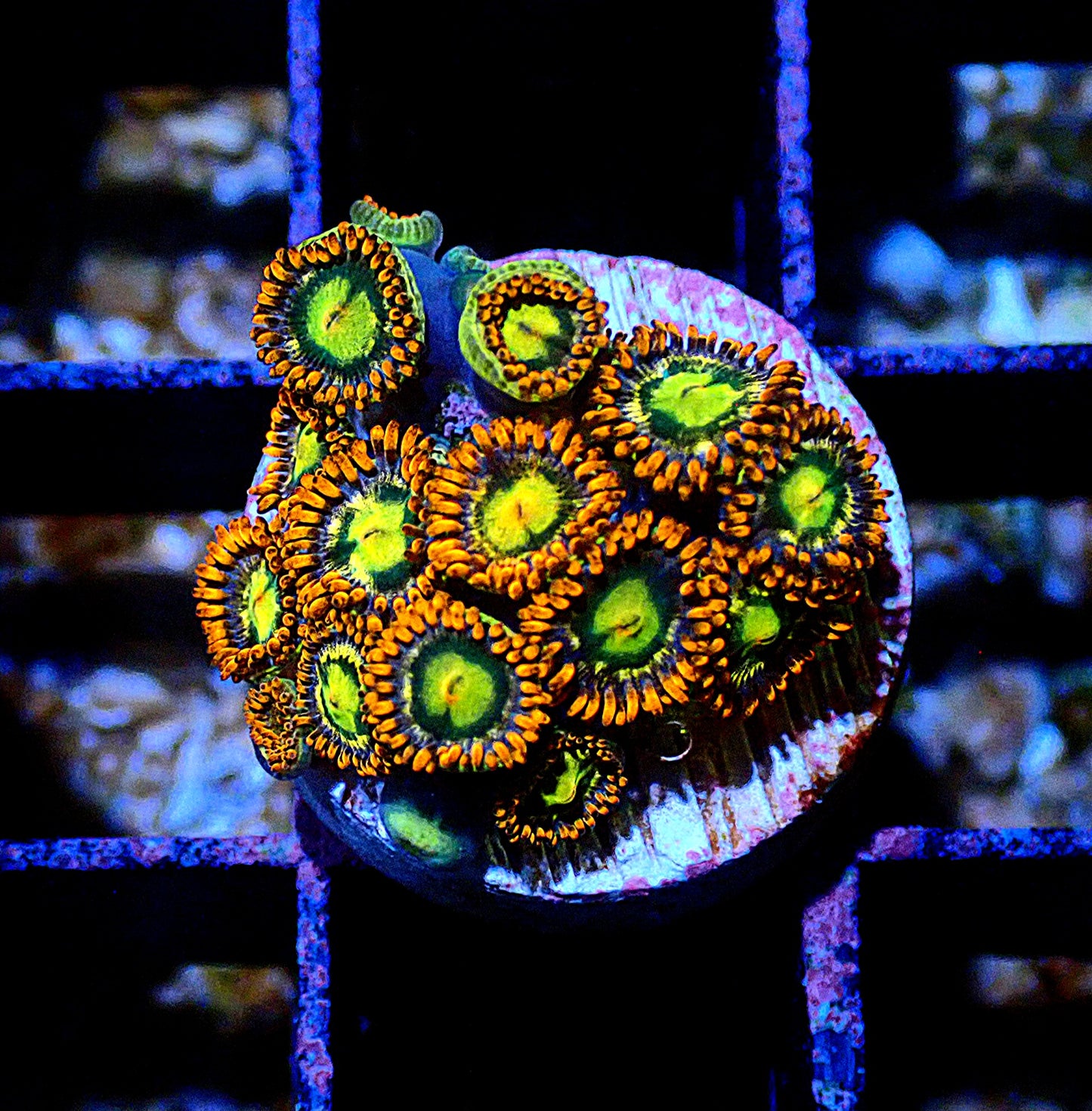 Flaming Sun Zoanthid WYSIWYG