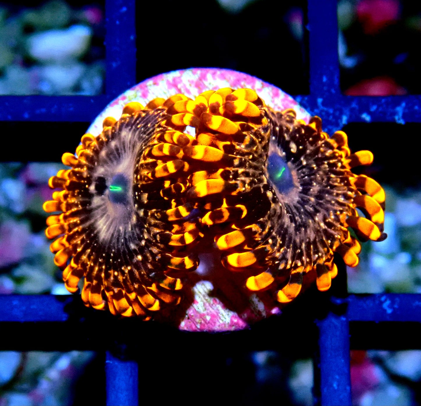 Utter Chaos Zoanthid WYSIWYG
