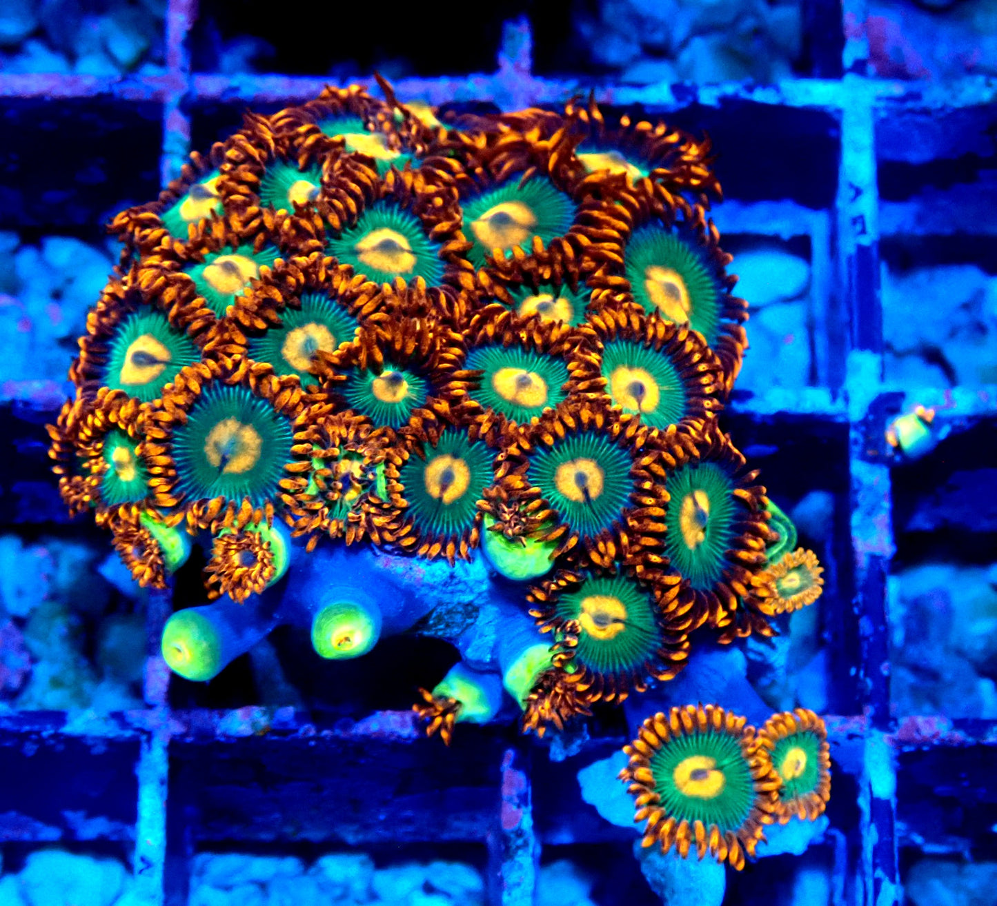 Gatorade Zoanthid WYSIWYG