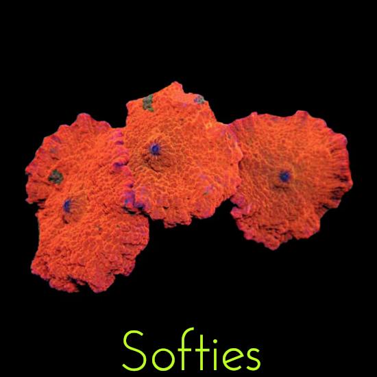Softies