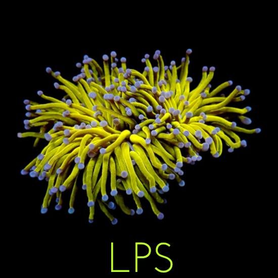 LPS (Large Polyp Stony) – Oasis Coral