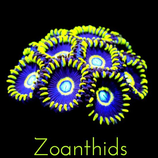 Zoanthids