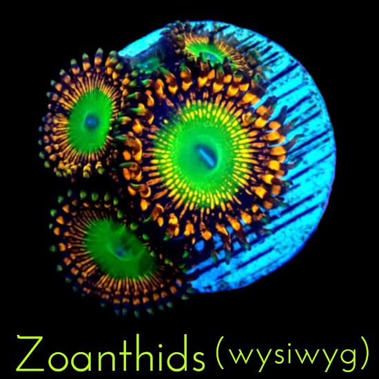 Australia's best Zoanthids Oasis Coral