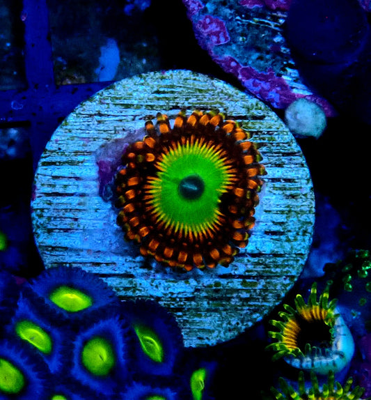 Candy Apple Orange Zoanthid WYSIWYG