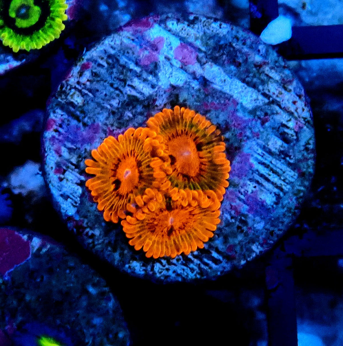 Speckled Krakatoa Zoanthid WYSIWYG